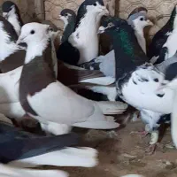 ۳۰ تا کفتر گردن کلفت قلدر رنگه