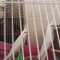 عروس کارداده