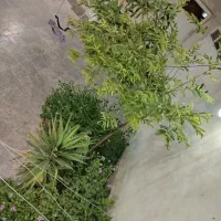 فروش بشکه نفتی ۲۲۰لیتری