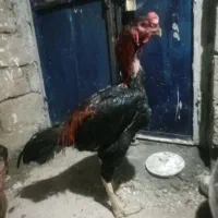 دوتا خروس افغان خالص