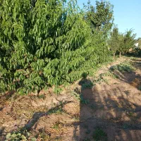 فروش باغ|فروش زمین و ملک کلنگی|سراب, |دیوار