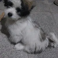 بچه شیتزو|سگ|اردبیل, |دیوار