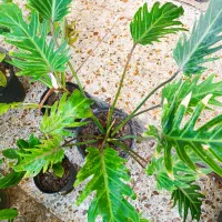 گلخانه نفس سبز|گل و گیاه طبیعی|خرمشهر, |دیوار