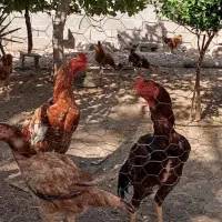 مرغ و خروس لاری|حیوانات مزرعه|احمدی, |دیوار