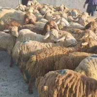 دام زنـده حکیـمیه