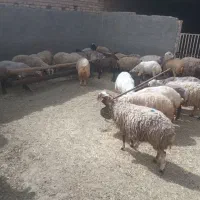 گوسفند زنده