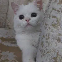 گربه پرشین|گربه|اسلام‌شهر, شهرک مهدیه|دیوار