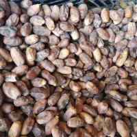 دیری|خوردنی و آشامیدنی|اهواز, پردیس|دیوار