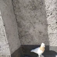 کبوتر|پرنده|مشهد, کوی دروی|دیوار
