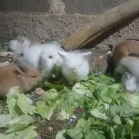 واگذاریه|موش و خرگوش|ساوه, |دیوار