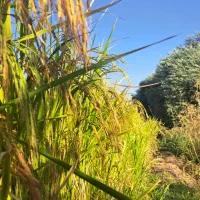برنج شمشیری روستایی جوب شیر علی چرداول
