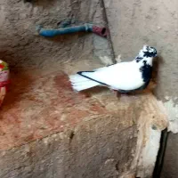 کفتر ماده شاپر..