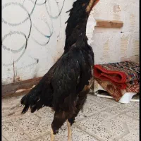 مرغ خروس جوجه اوشامو  لاری