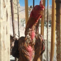 خروس لاری برزیلی|حیوانات مزرعه|باینگان, |دیوار