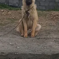 سگ باهوش وزیرک