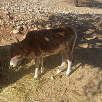 گاو|حیوانات مزرعه|لوداب, |دیوار