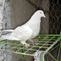 ماده کلی آبی عتیق