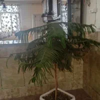 گل طبیعی مطبق