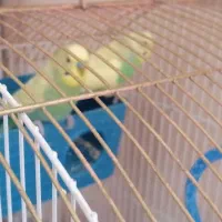 فروش دو عدد مرغ عشق با قفس|پرنده|ملکشاهی, |دیوار