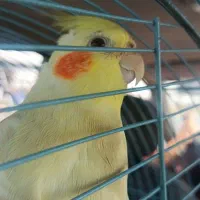 فروش فوری عروس هلندی کاملا دستی به دلیل مهاجرت