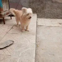 شیتزو|سگ|مشهد, طبرسی شمالی|دیوار