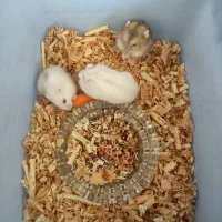 همستر بازیگوش و دستی