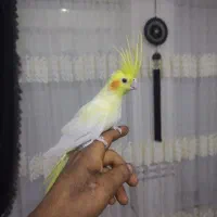 عروس هلندی نر|پرنده|گیان, |دیوار