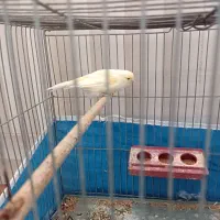 قناری ماده سوپر|پرنده|شهرضا, |دیوار