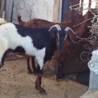 ۵ راس بز داشتی جوان و سنگین ( معاوضه با گاو)