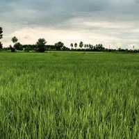 زمین شالیزار