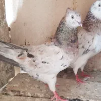 نروماده شازده هما هفت رنگ
