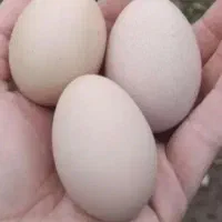 تخم مرغ محلی
