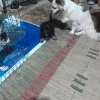 یک قلاده اشمیتز هواهوا وتوله اش مشکی سینه سفید|سگ|شیراز, شهرک سراج|دیوار