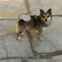 سگ سایز ریز