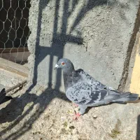 جفت نرو ماده پلاکی دهن جور|پرنده|فیروزآباد (فارس), |دیوار