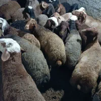 گوسفند نر پرواری