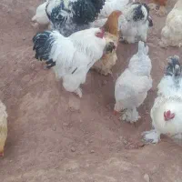 جوجه وتخم مرغ برهما امپراطور  سنگین وزن