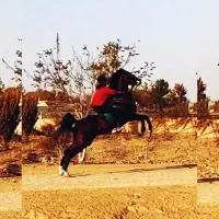 اسب نریان درشور|اسب و تجهیزات اسبسواری|خمینیشهر, |دیوار