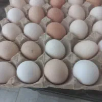 تخم مرغ محلی