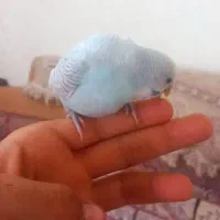 مرغ عشق|پرنده|امیدیه, |دیوار