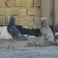 سرور سیاه سرور قهوه ای نر     ماده سرور سیاه
