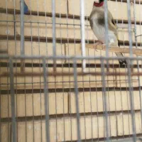 سهره نر بخون