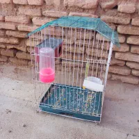 عروس هلندی|پرنده|اندیمشک, |دیوار