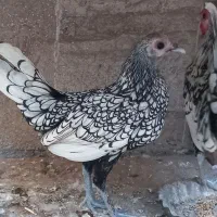 یه جفت مرغ و خروس سبرایت و چینی و مینیاتوری