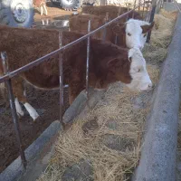 فروش گوساله سمینتال ماده|حیوانات مزرعه|محمدبار, |دیوار