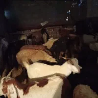 بز داشتی و کشتاری