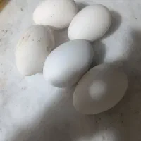 .تخم  قوغاز بی نطفه