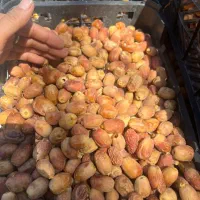 قصب تازه|خوردنی و آشامیدنی|شیراز, لشکری‎|دیوار