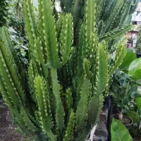 افوربیا اره ای|گل و گیاه طبیعی|قم, در بهشت|دیوار