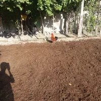 خروس قرمز اصل